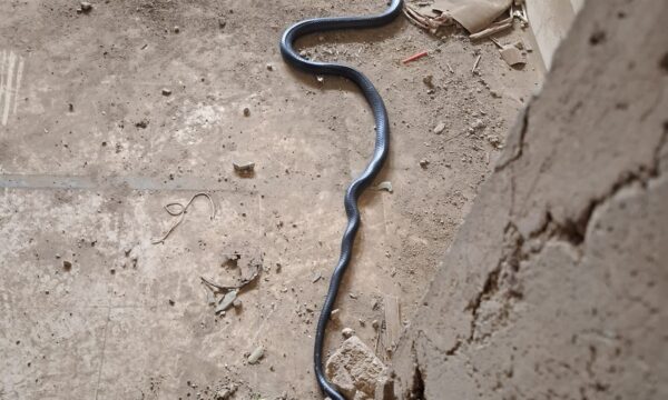 WhatsApp Image 2025-05-29 at 12.26.57